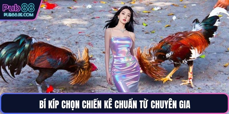 Bí kíp chọn chiến kê chuẩn từ chuyên gia