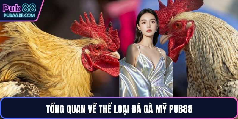 Tổng quan về thể loại đá gà Mỹ PUB88